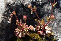 Saxifraga tridactylites